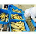 frozen yellow croaker fish price 2015